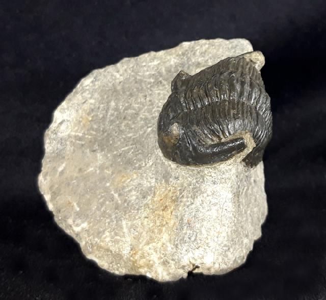 Hollardops mesocristatus (LE MAITRE 1952) - Bild &copy; FossNet FossilienStore
